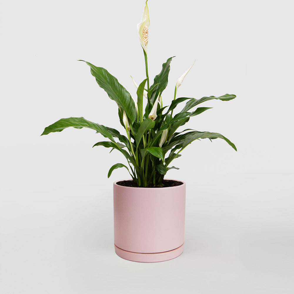 Peace Lily