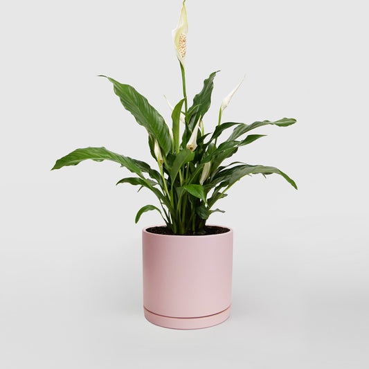 Peace Lily