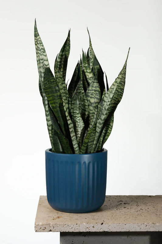 Snake Plant
