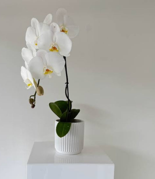 Orchid phalaenopsis plant